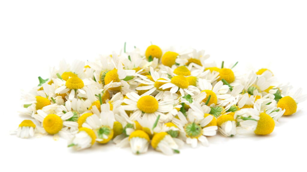 As propriedades da camomila combatem inflamações e ajudam na saúde