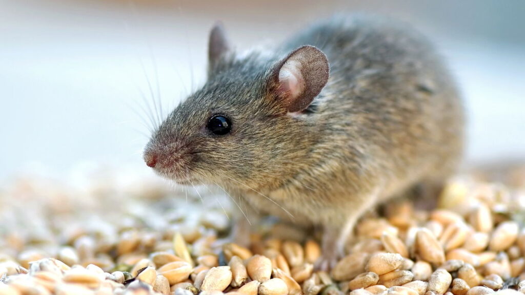 Como eliminar camundongos de uma vez por todas