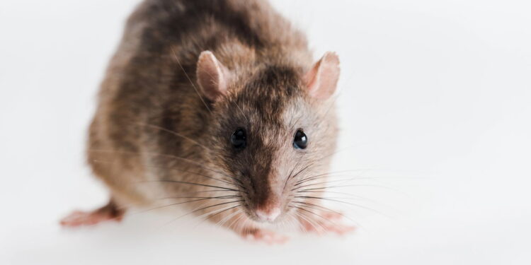 Como eliminar camundongos de uma vez por todas