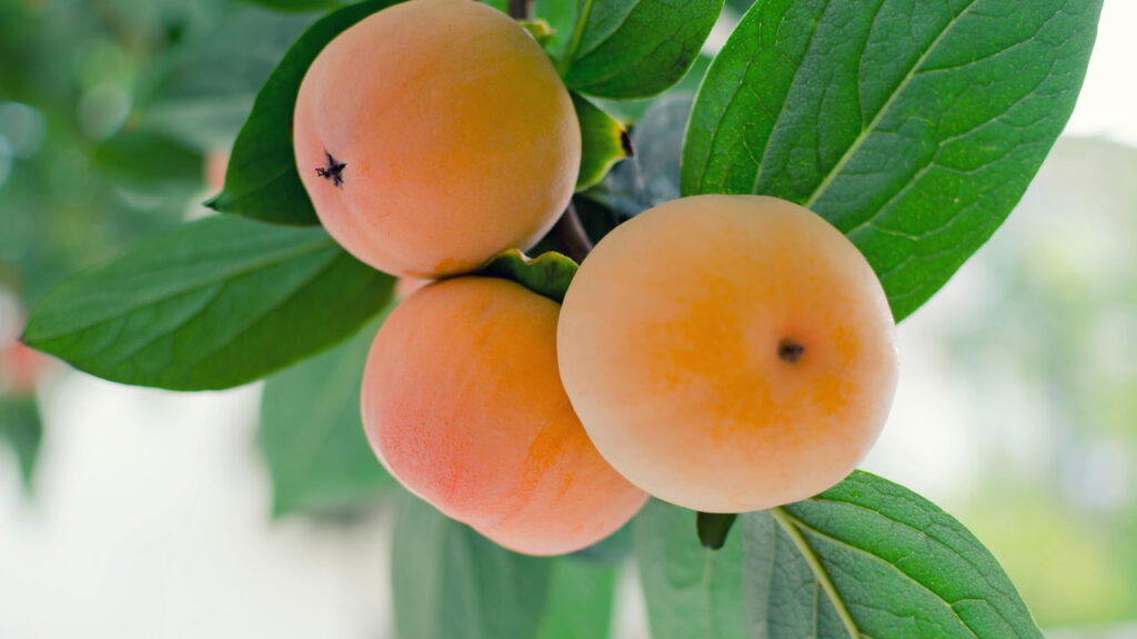 Árvores que se desenvolvem bem em solos arenosos e rendem bons resultados