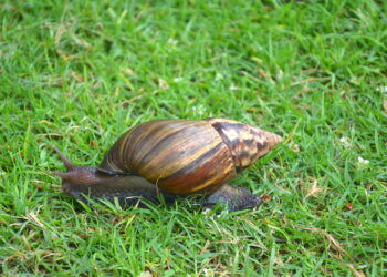 As melhores 3 plantas para manter longe o caramujo africano