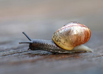 Planta que repele caramujos e protege o jardim naturalmente