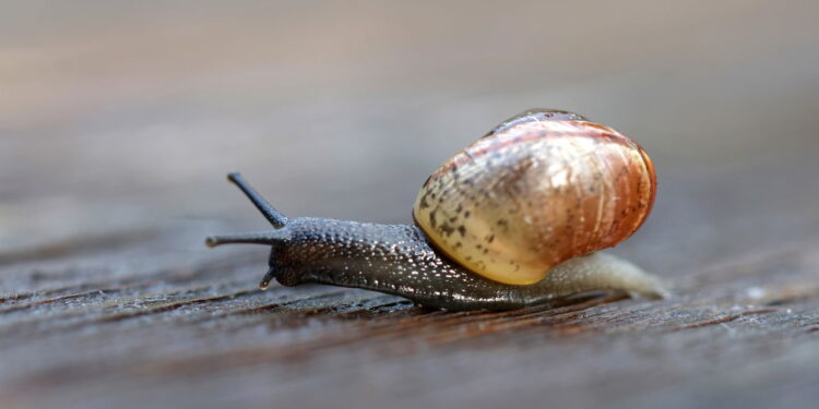 Planta que repele caramujos e protege o jardim naturalmente