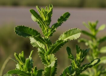 Essa é a planta mais poderosa para o fígado e digestão