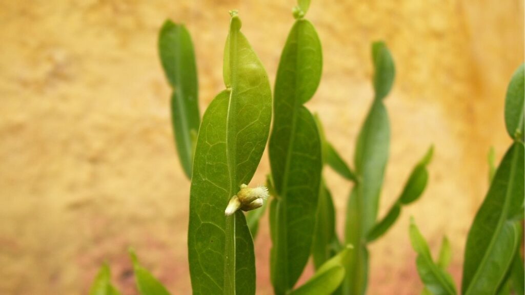 Essa é a planta mais poderosa para o fígado e digestão