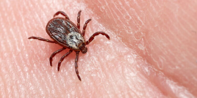 Manter os carrapatos longe do seu quintal, para isso evite cultivar esses 4 itens