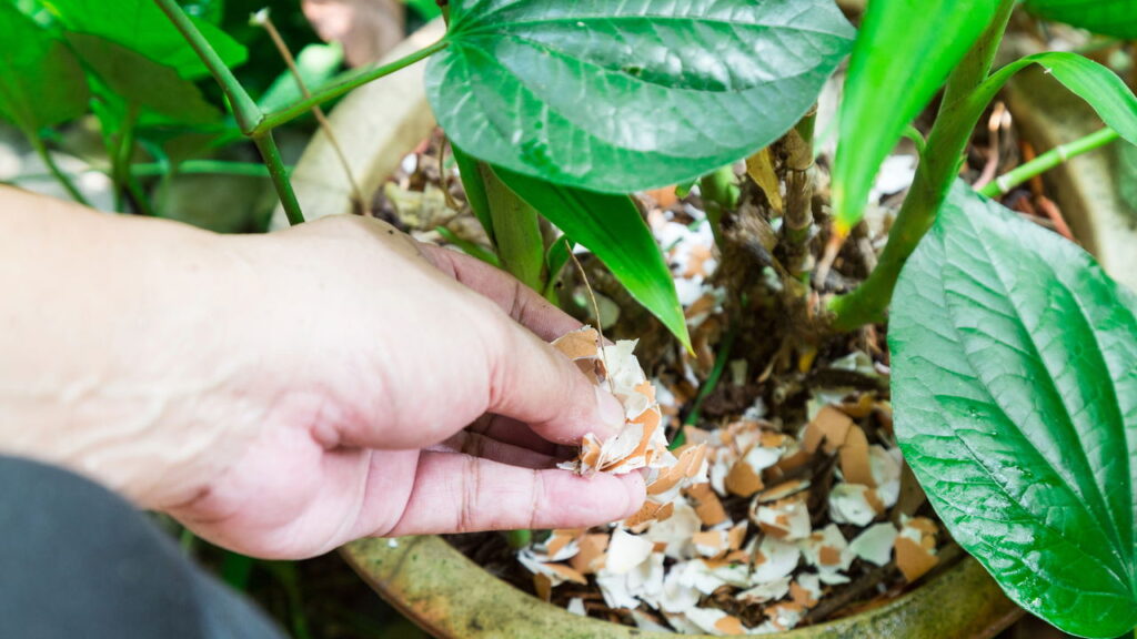 Adubo caseiro realmente funciona? Veja o que dizem os jardineiros