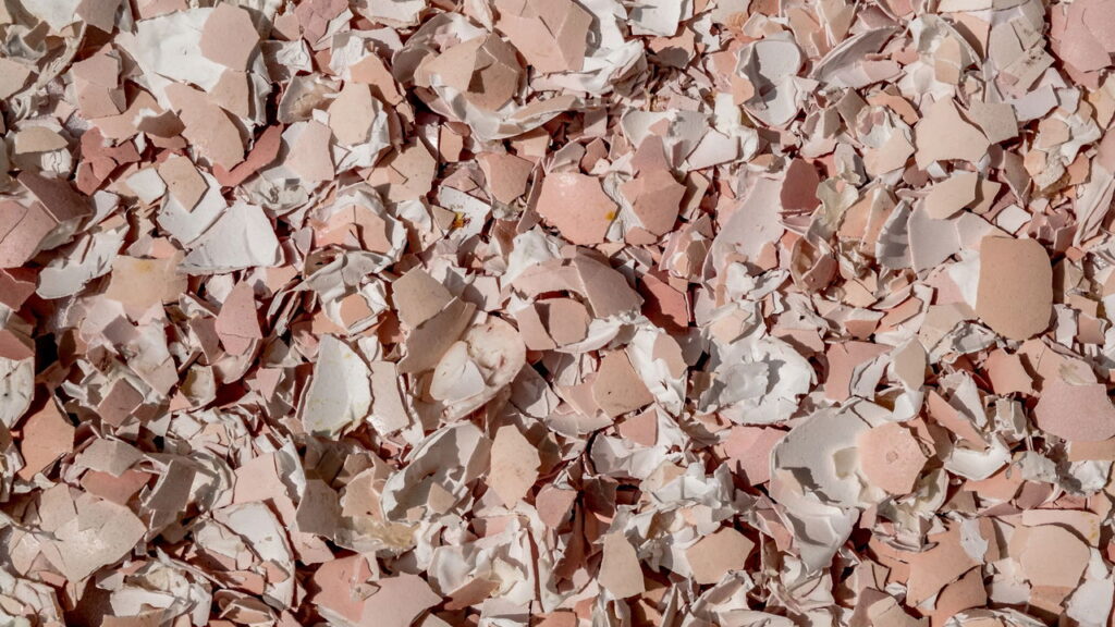 Cascas de ovo esmagadas trazem benefícios surpreendentes para o jardim