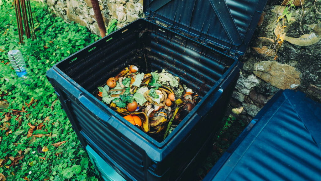 Cascas de ovo esmagadas trazem benefícios surpreendentes para o jardim