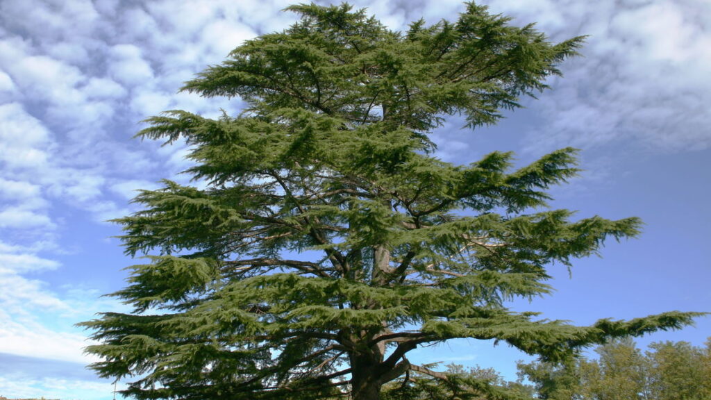 Cedro tem as propriedades curativas mais poderosas para inflamações