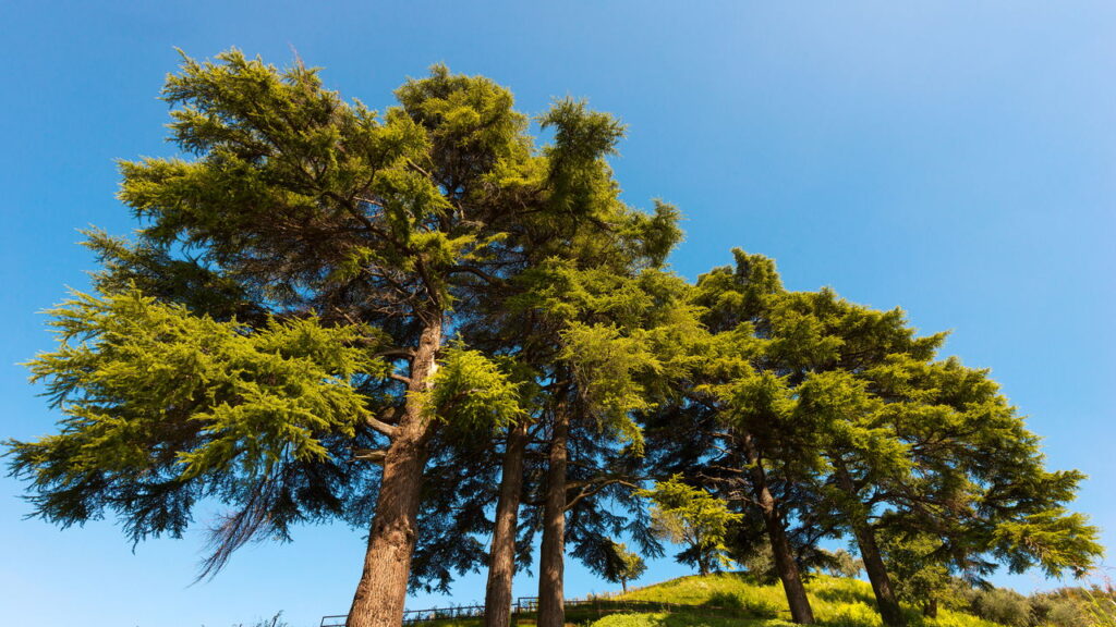 Cedro tem as propriedades curativas mais poderosas para inflamações