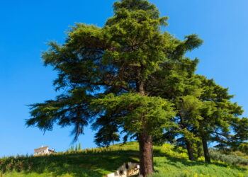 Cedro tem as propriedades curativas mais poderosas para inflamações
