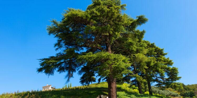 Cedro tem as propriedades curativas mais poderosas para inflamações