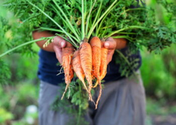 Como plantar cenouras em vasos e aumentar a produção