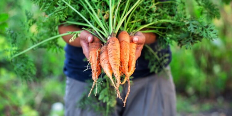 Como plantar cenouras em vasos e aumentar a produção