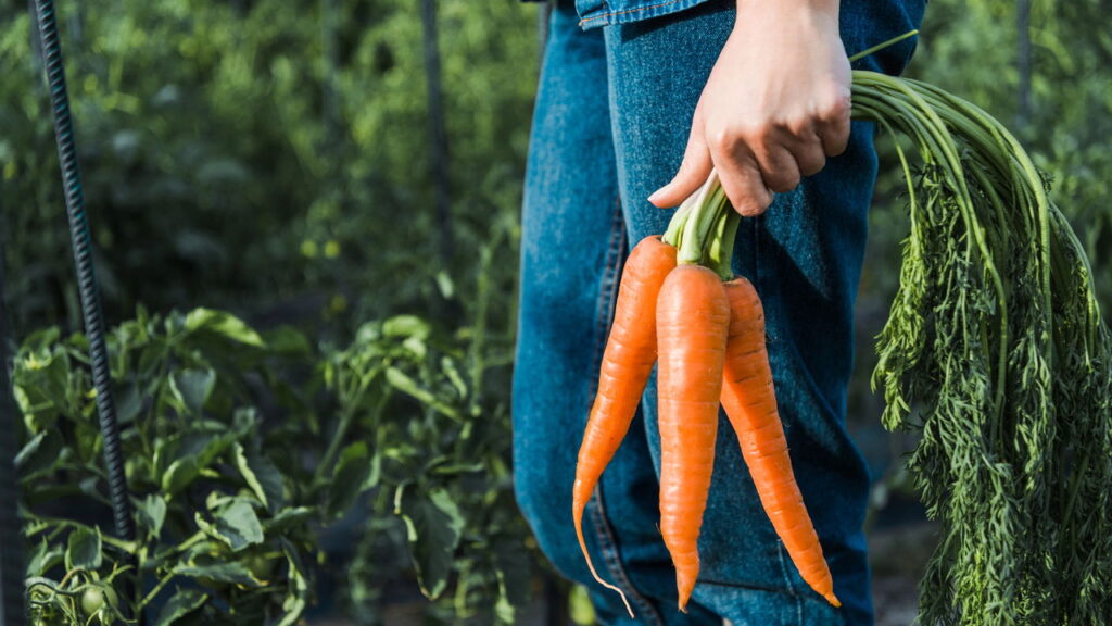 Essas são as plantas mais fáceis para você começar a cultivar