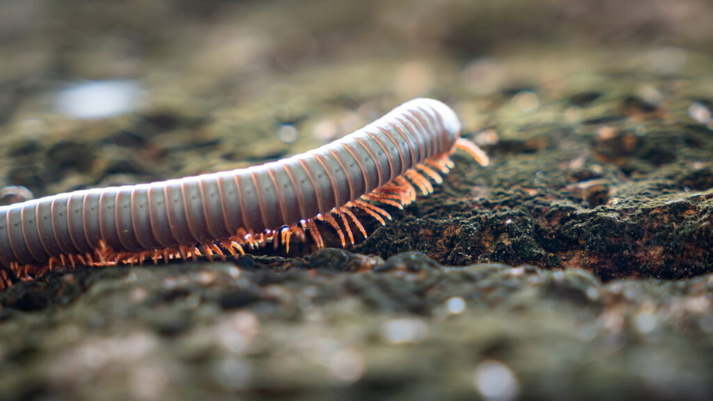 Como tirar centopeias do seu banheiro sem as matar?