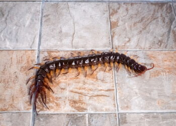 Como tirar centopeias do seu banheiro sem as matar?