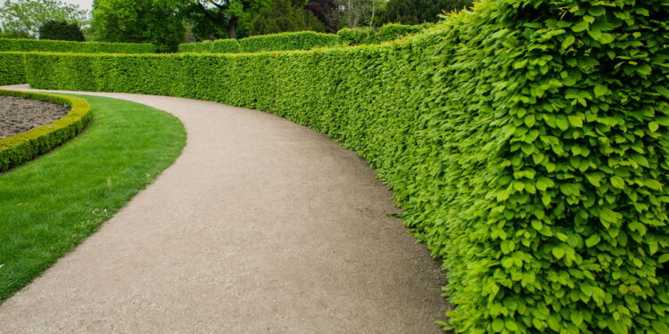 As 3 melhores plantas para cerca viva bonita e funcional