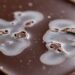 O que significa a mancha branca que aparece no chocolate