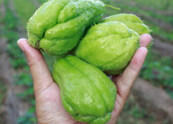 Confira agora como cultivar essa hortaliça nutritiva em casa imediatamente!