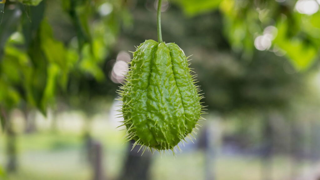 Vegetal além de fácil cultivo ele te proporciona um sabor irresistível!