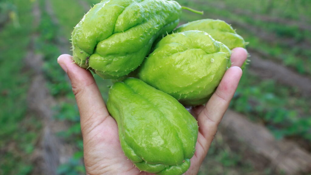 Vegetal além de fácil cultivo ele te proporciona um sabor irresistível!