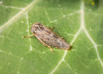 Ação repelente natural que afasta cigarrinhas sem agredir o meio ambiente