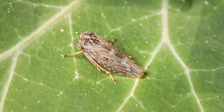 Ação repelente natural que afasta cigarrinhas sem agredir o meio ambiente
