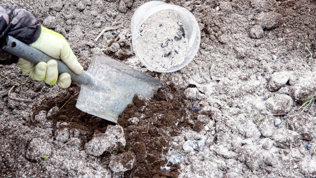 Revitalizando a planta com fertilizantes orgânicos e solo fresco