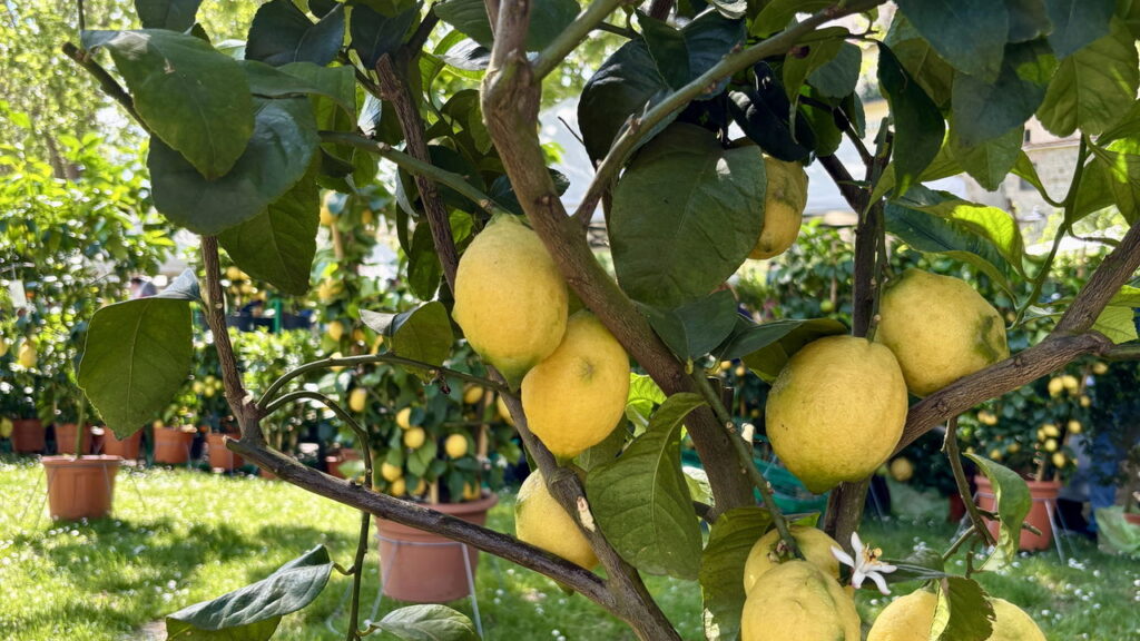 Nem semanal, nem mensal: quando é recomendado podar o limoeiro e por quê?