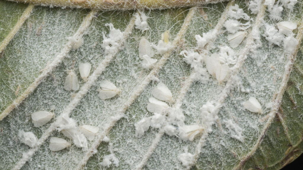 Como acabar com as cochonilhas no jardim