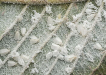 Solução caseira que acaba com insetos brancos das plantas em pouco tempo
