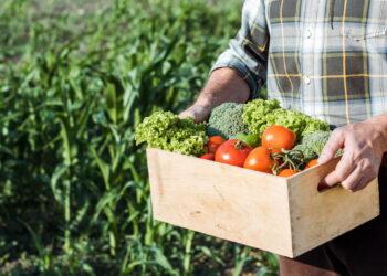 Você pode estar colhendo as suas plantas no momento errado