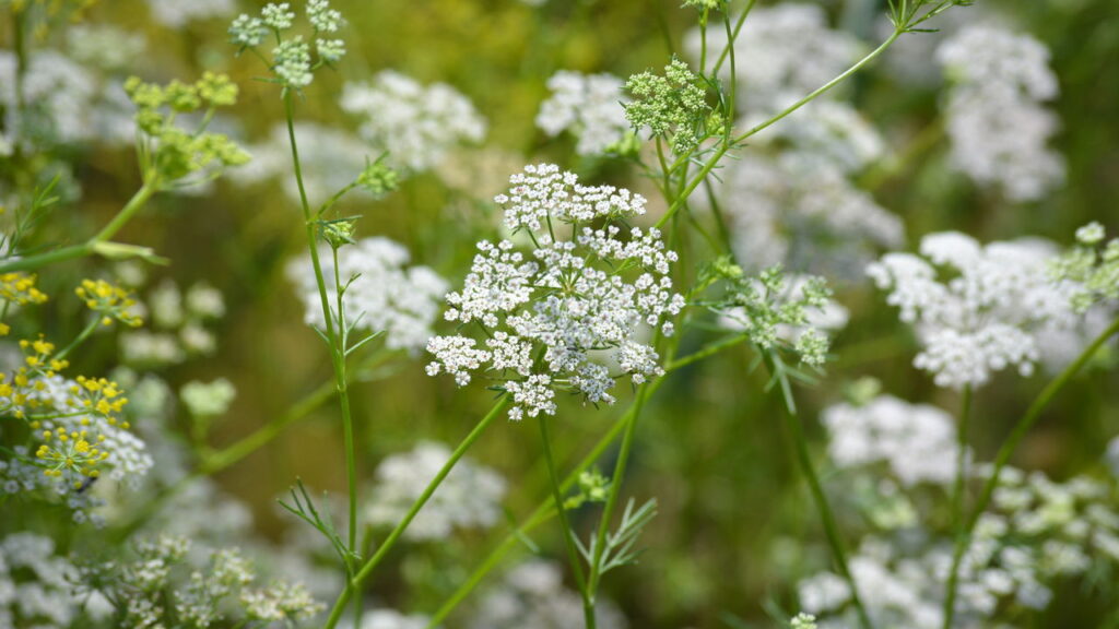 Cominho afasta pulgões e mosquitos do seu jardim