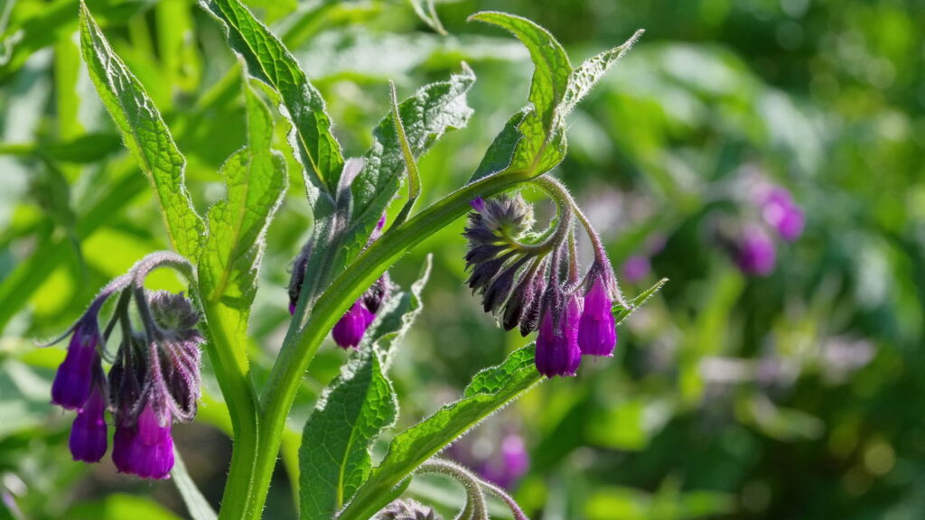 As 8 plantas que curam pequenos machucados e arranhões