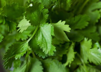 Essa erva é a melhor aliada natural contra inflamações e diabetes