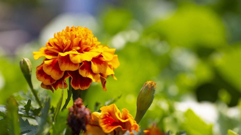 As 3 plantas que mantém as lagartas bem longe da sua casa