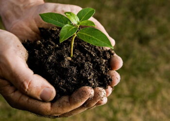 As plantas de crescimento rápido que são tendência