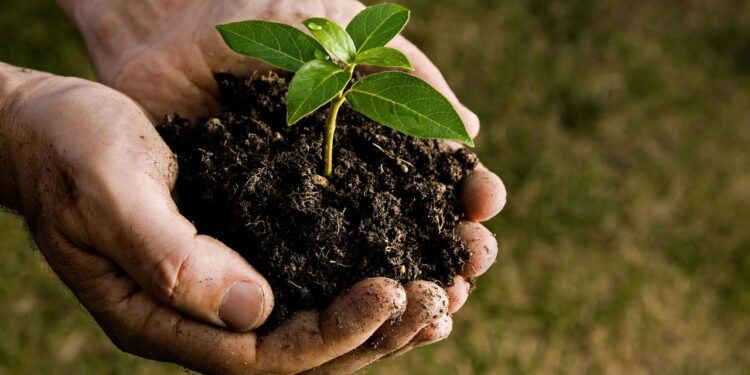 As plantas de crescimento rápido que são tendência