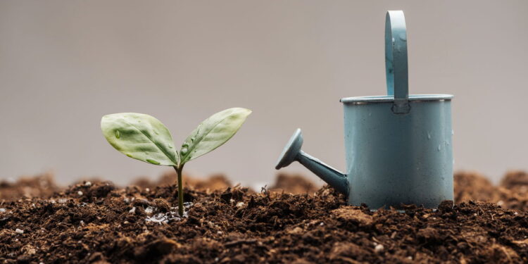 Essas são as plantas mais fáceis para você começar a cultivar