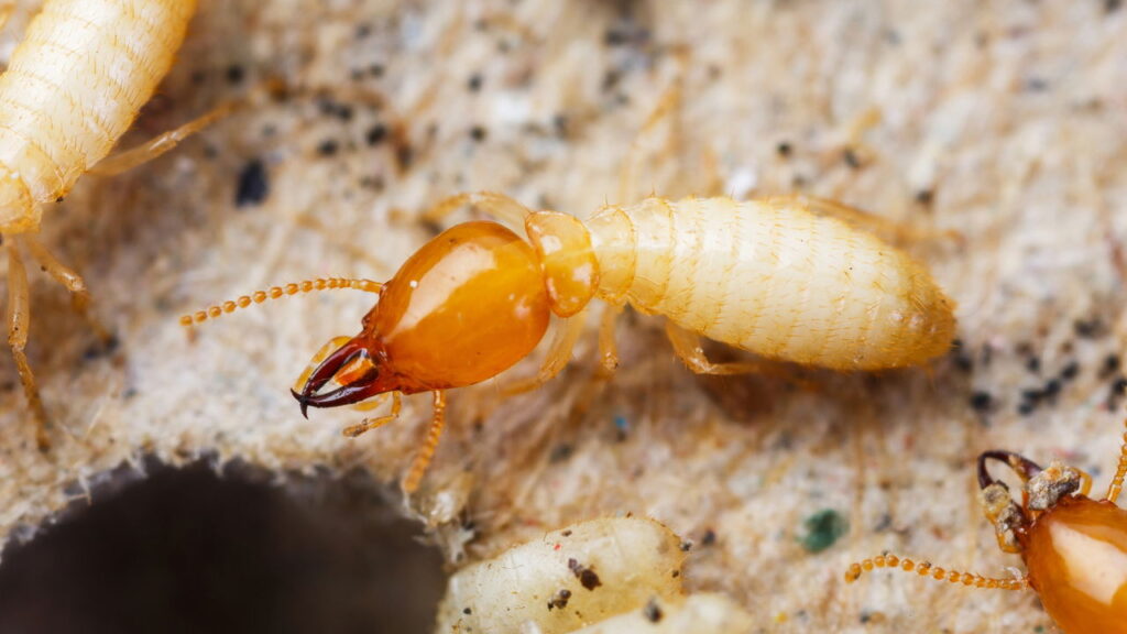 Como evitar que cupins destruam sua cozinha silenciosamente