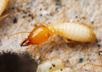 Como evitar que cupins destruam sua cozinha silenciosamente