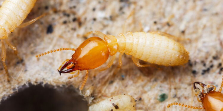 Como evitar que cupins destruam sua cozinha silenciosamente