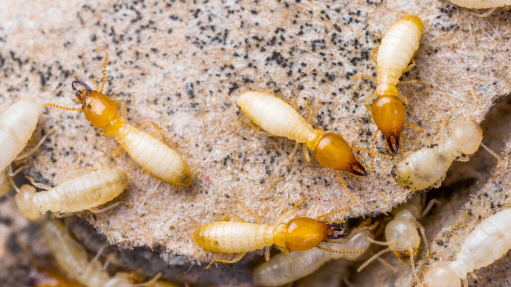 O melhor jeito de afastar cupins do solo da sua casa sem produtos químicos