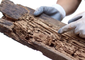 Você não precisa mais sofrer com cupins, o truque é simples e natural