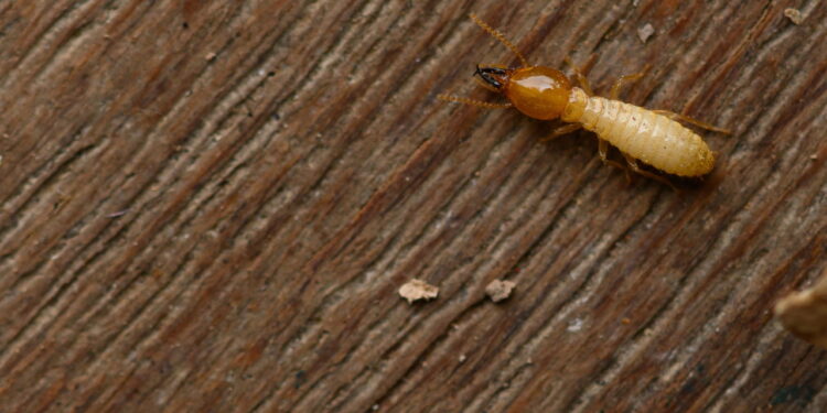 Seus móveis estão virando pó? Saiba como identificar e afastar os cupins rapidamente