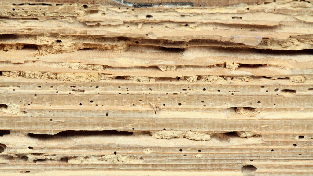 Como saber se os buracos na madeira são cupins e como se prevenir?