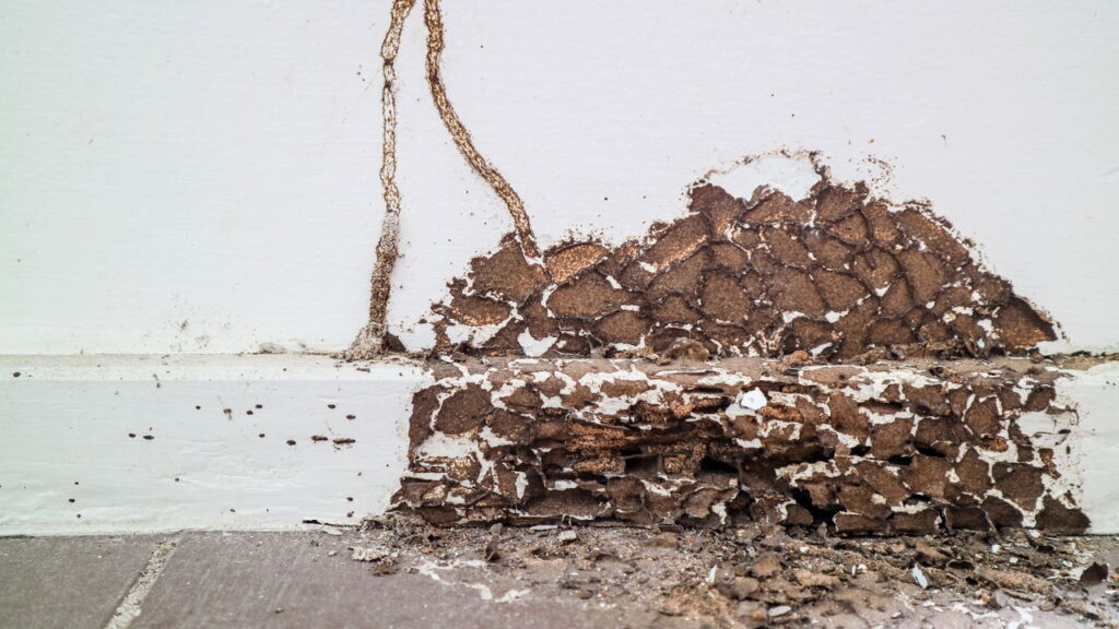 Como saber se os buracos na madeira são cupins e como se prevenir?