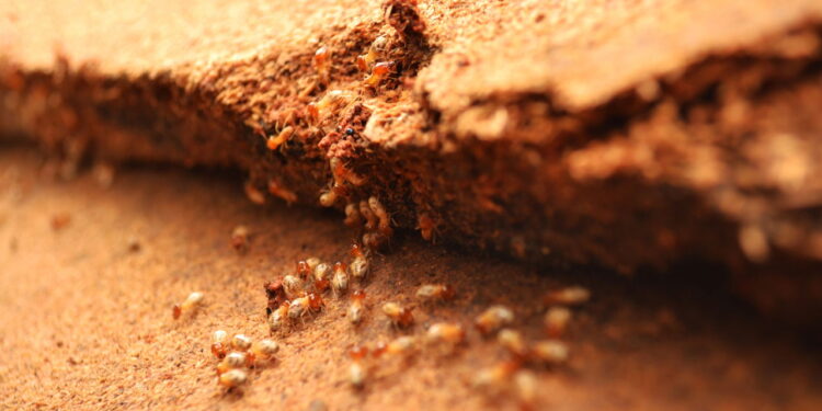 O cheiro que mantém cupins longe da madeira